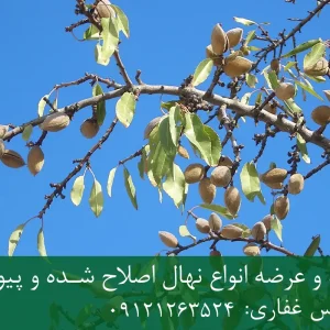 خرید نهال پایه جی ان بادام + پایه رویشی GN استاندارد