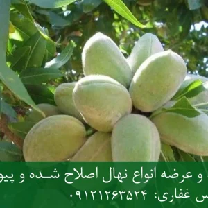 خرید نهال پایه رویشی بادام + نهال اصیل و پربار
