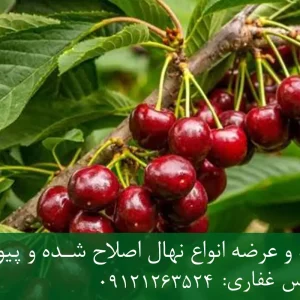 خرید نهال پایه ماکسیما گیلاس + پایه رویشی MaxMa استاندارد