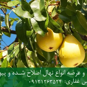 خرید نهال پایه پیرودوارف گلابی + پایه رویشی Pyrodwarf استاندارد