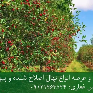 خرید نهال پایه گزیلا 5 آلبالو + پایه رویشی Gisela 5 استاندارد