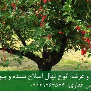 خرید نهال پایه گزیلا 5 گیلاس + پایه رویشی Gisela 5 استاندارد