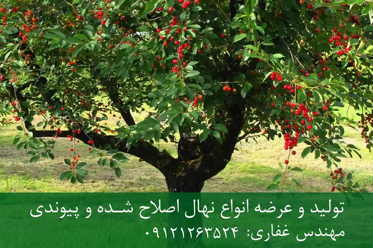 خرید نهال پایه گزیلا 5 گیلاس + پایه رویشی Gisela 5 استاندارد خرید نهال پایه گزیلا 5 گیلاس + پایه رویشی Gisela 5 استاندارد