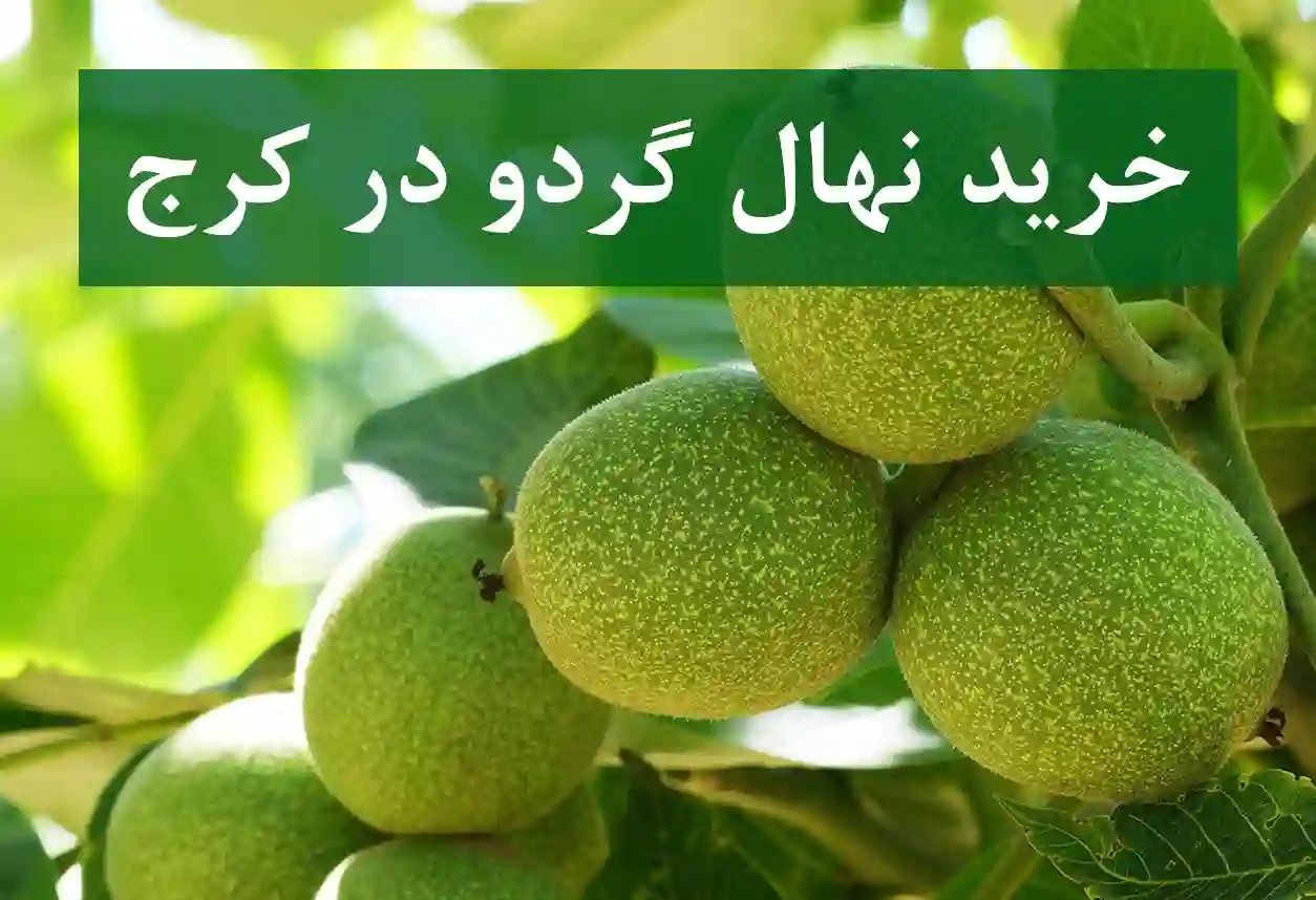 خرید نهال گردو در کرج + نهال شناسنامه‌دار و اصلاح شده