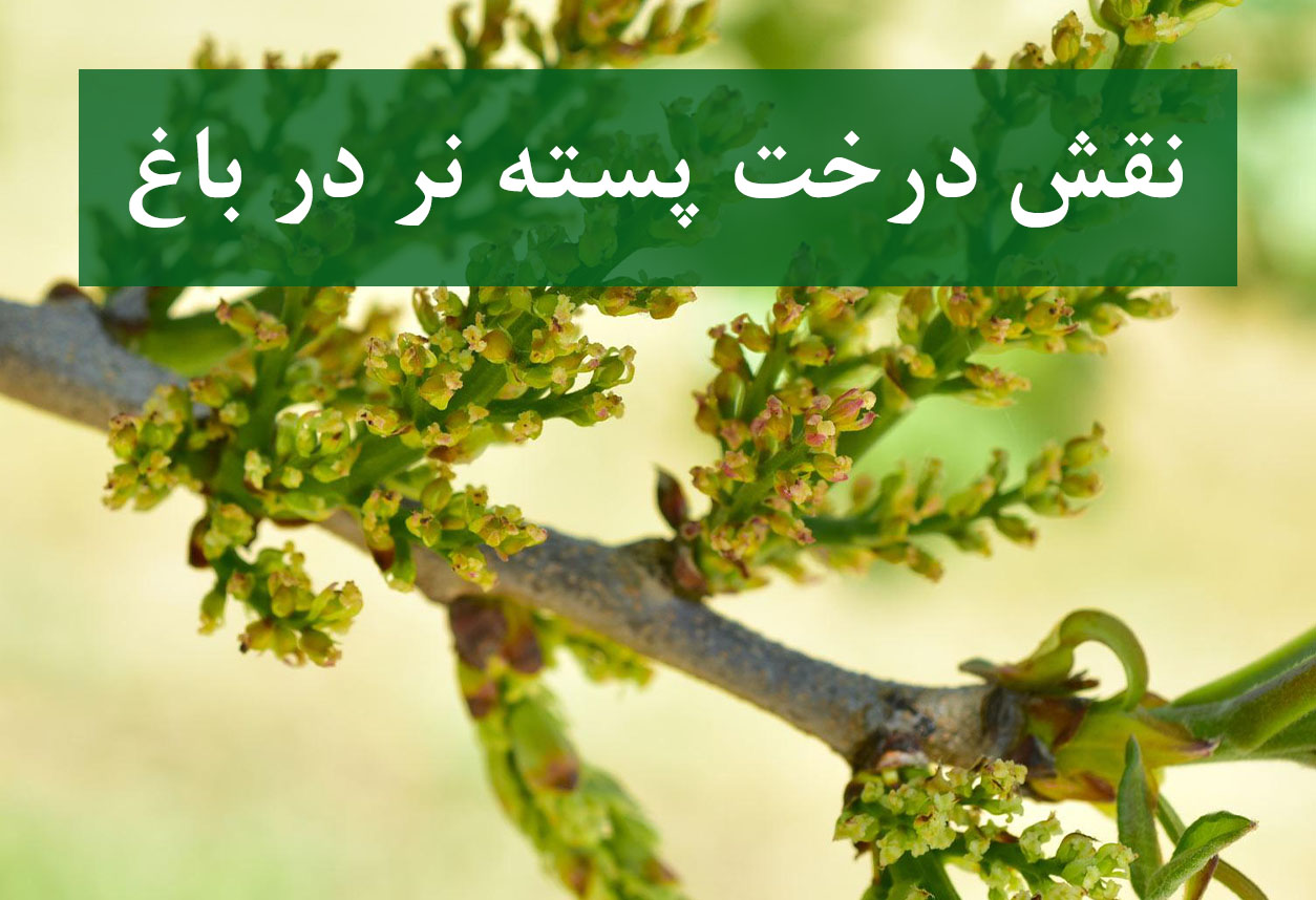 درخت پسته نر + گرده‌افشانی در باغ