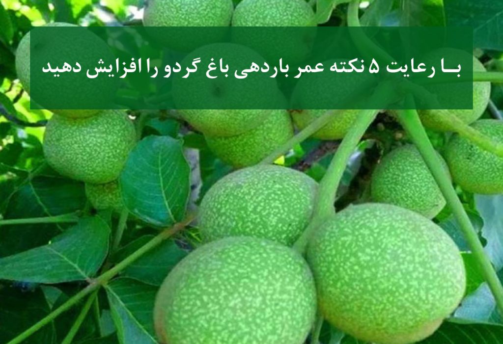 راز افزایش عمر اقتصادی باغ گردو