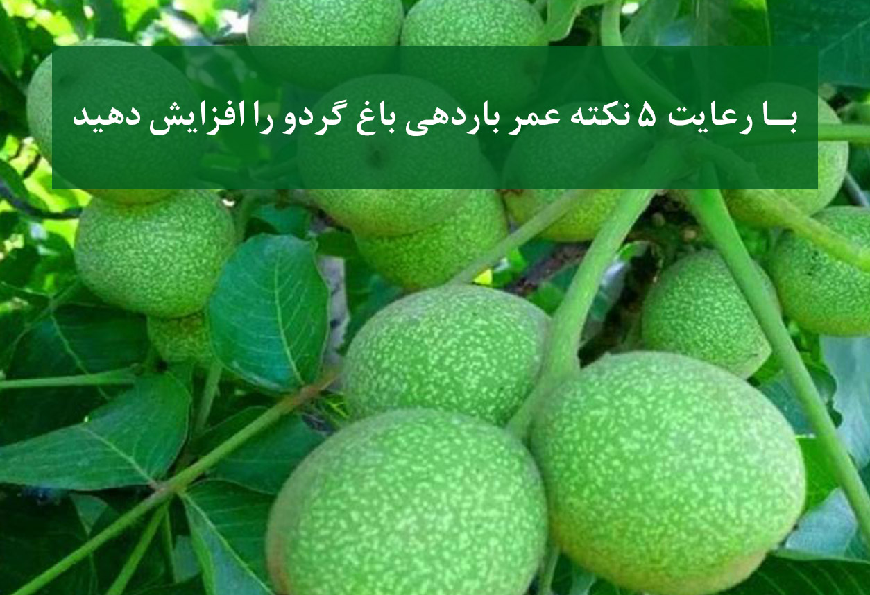 راز افزایش عمر اقتصادی باغ گردو