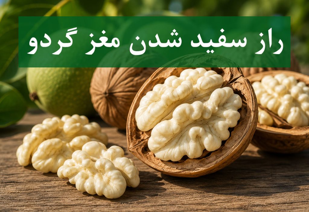 راز سفید شدن مغز گردو با مدیریت صحیح باغ