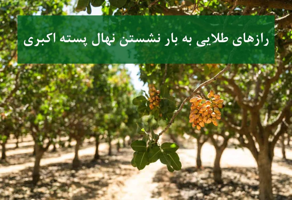 رازهای طلایی به بار نشستن نهال پسته اکبری
