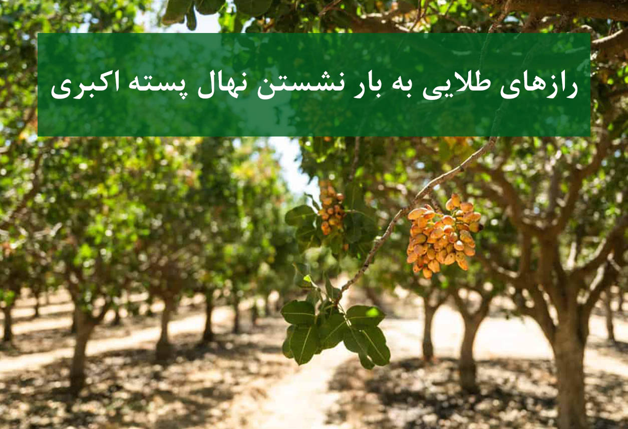 رازهای طلایی به بار نشستن نهال پسته اکبری