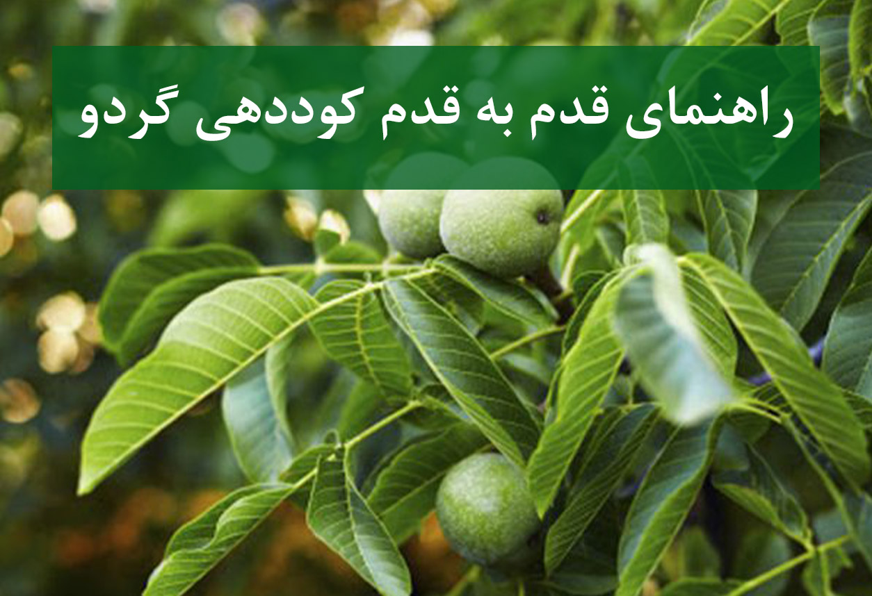 راهنمای قدم به قدم کوددهی درخت گردو