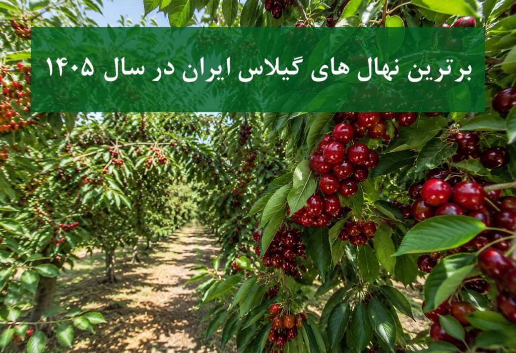رتبه‌بندی بهترین نهال‌های گیلاس ایران