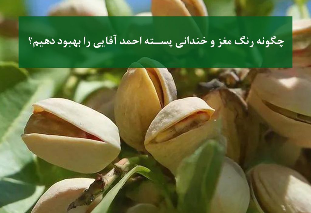 رنگ مغز و خندانی پسته احمد آقایی + تغذیه اصولی درخت