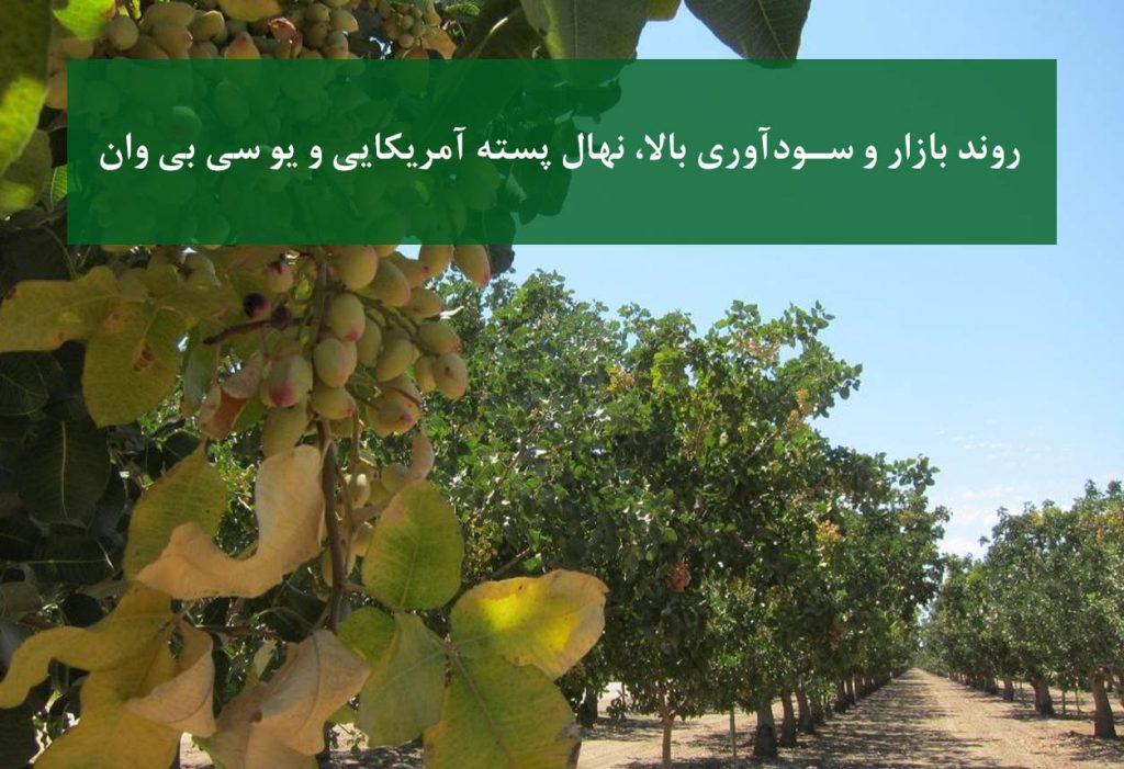 روند بازار و سودآوری بالا نهال پسته آمریکایی و یو سی بی وان