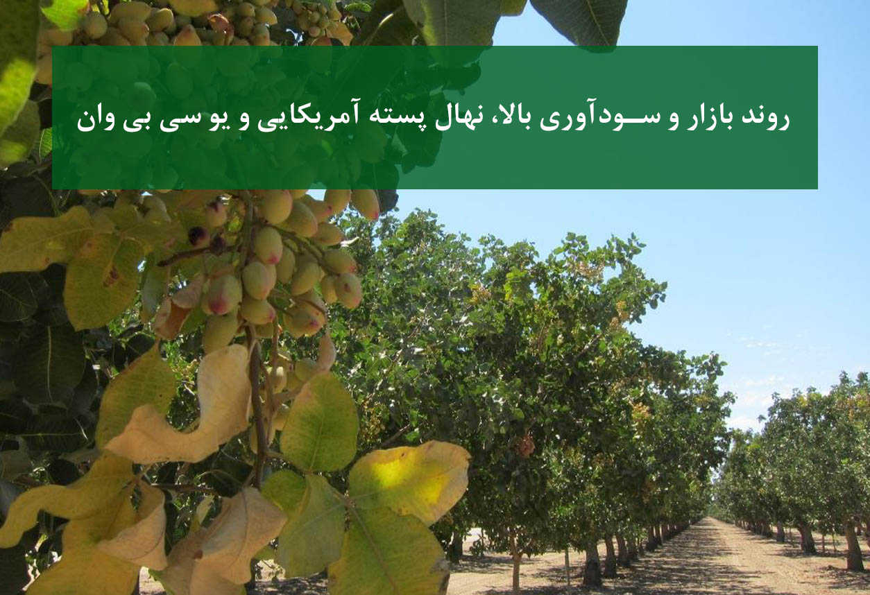 روند بازار و سودآوری بالا نهال پسته آمریکایی و یو سی بی وان