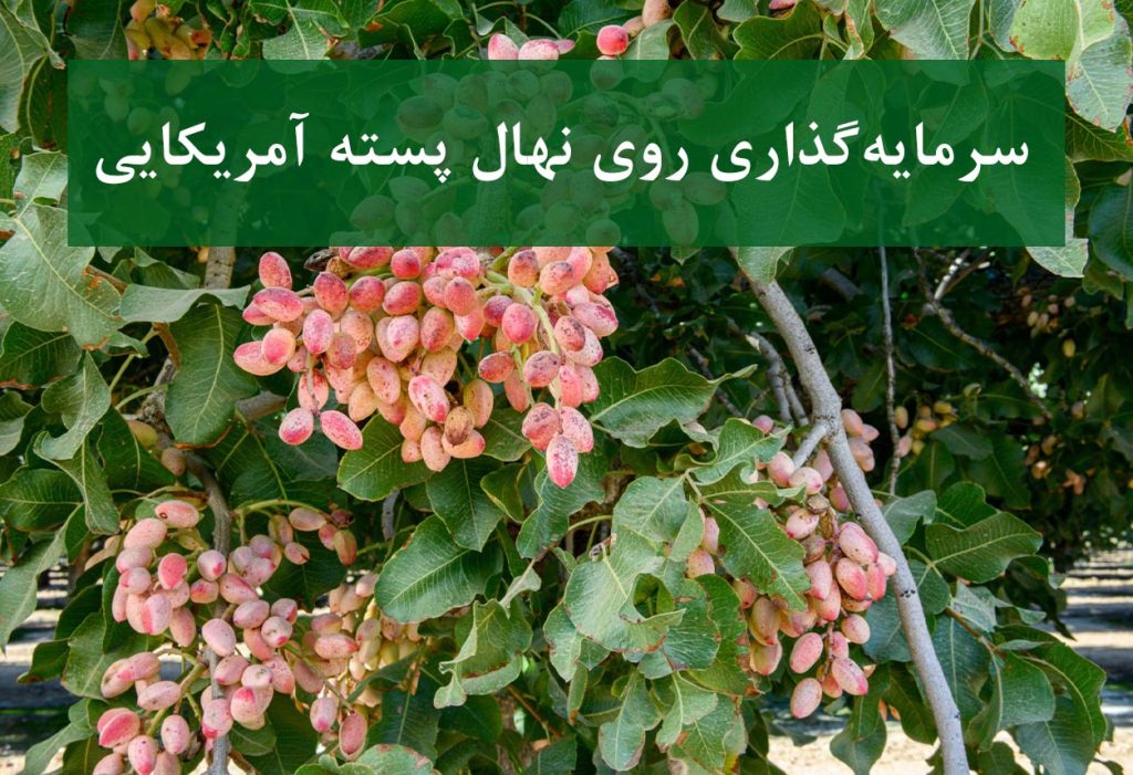 سرمایه‌گذاری روی نهال پسته آمریکایی