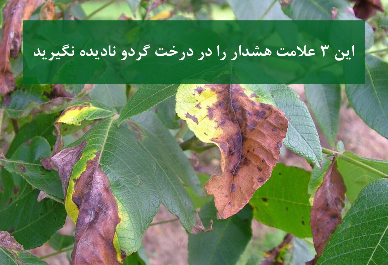 سه هشدار مهم درخت گردو که نباید نادیده بگیرید