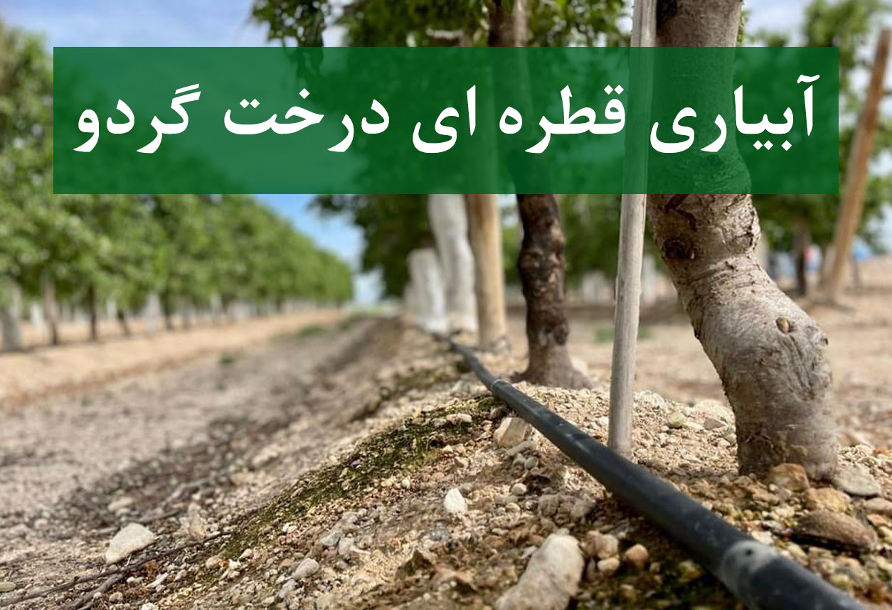 سیستم آبیاری قطره‌ای درخت گردو در باغ مدرن