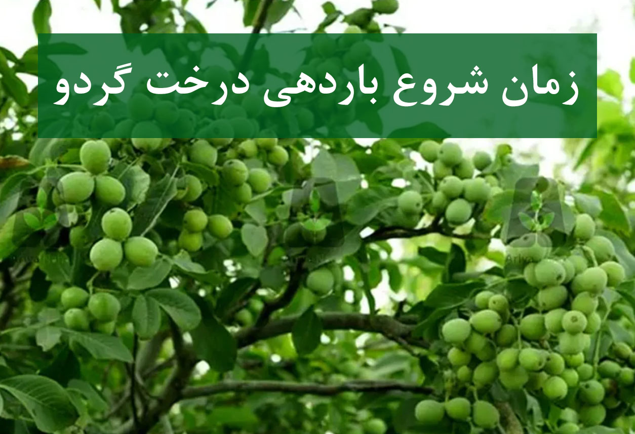 زمان شروع باردهی درخت گردو