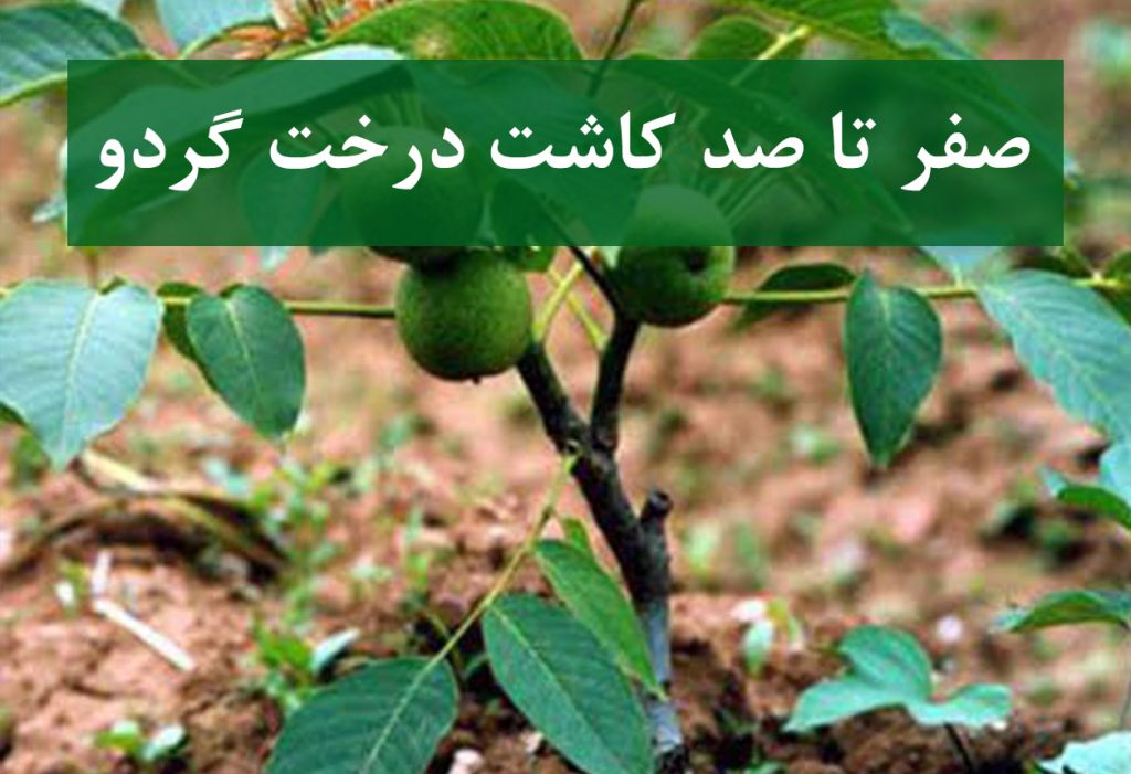 صفر تا صد کاشت نهال گردو از ابتدا تا برداشت