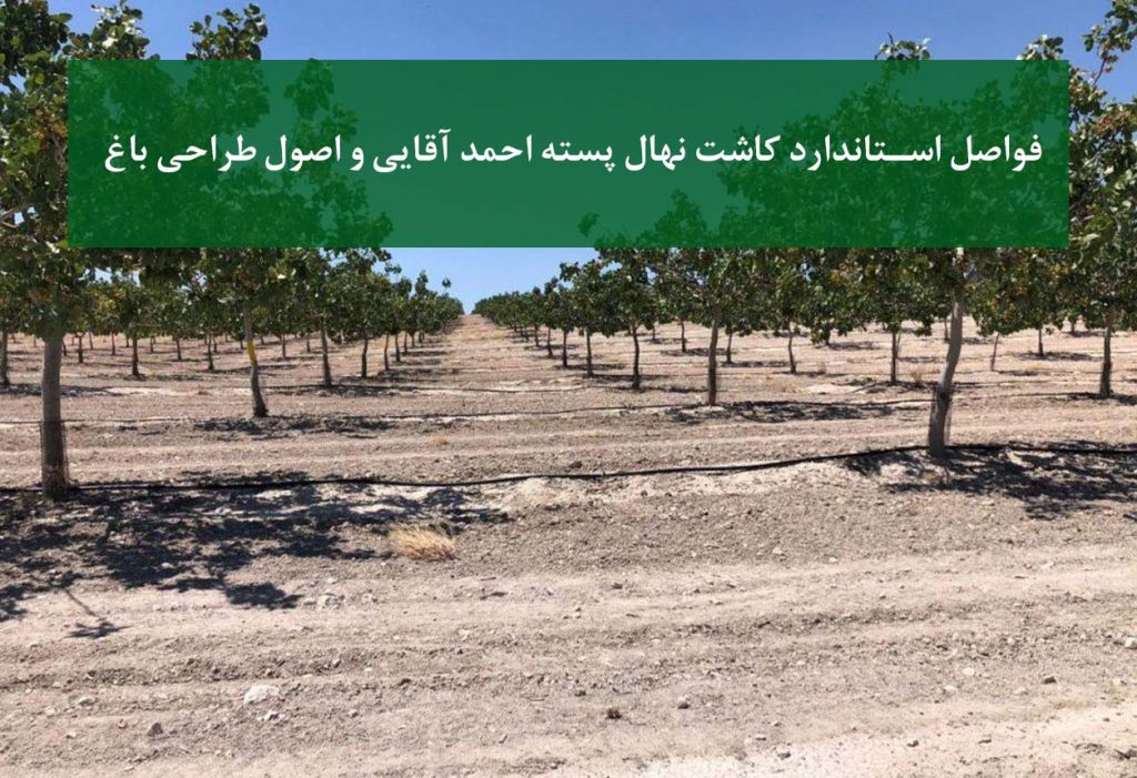 طراحی استاندارد باغ پسته احمد آقایی با فاصله کاشت اصولی