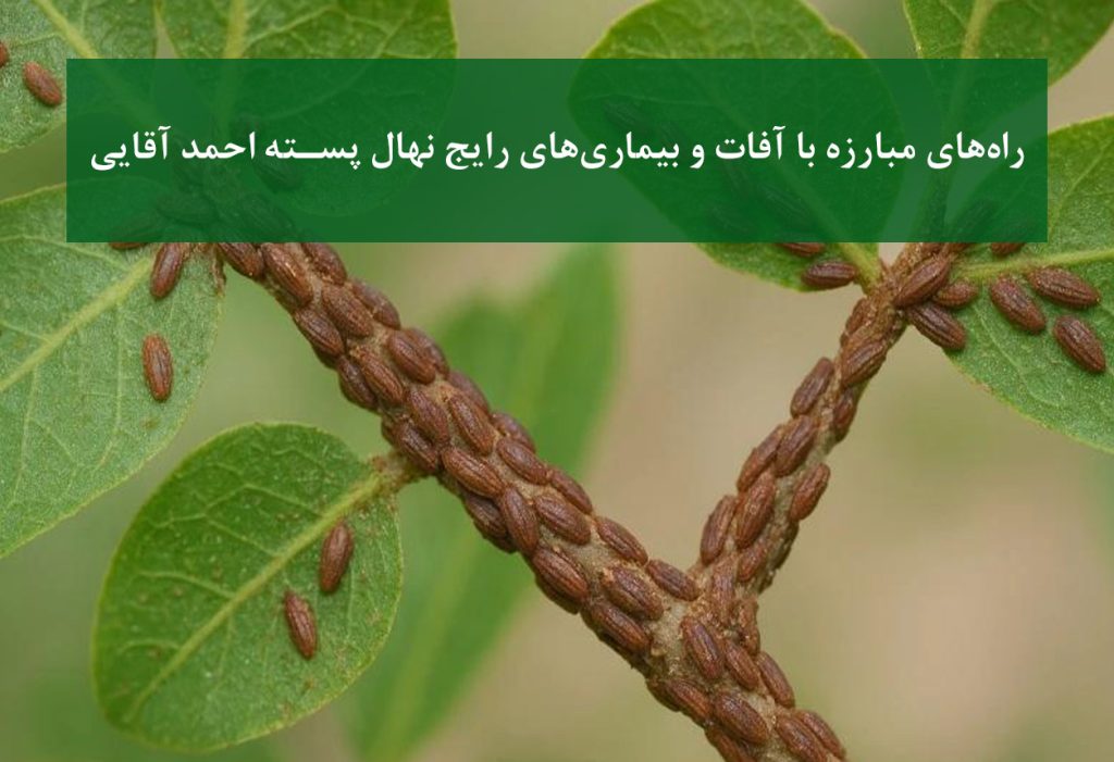 علائم آفات و بیماری‌های نهال پسته احمد آقایی + پسیل پسته و خسارت آن