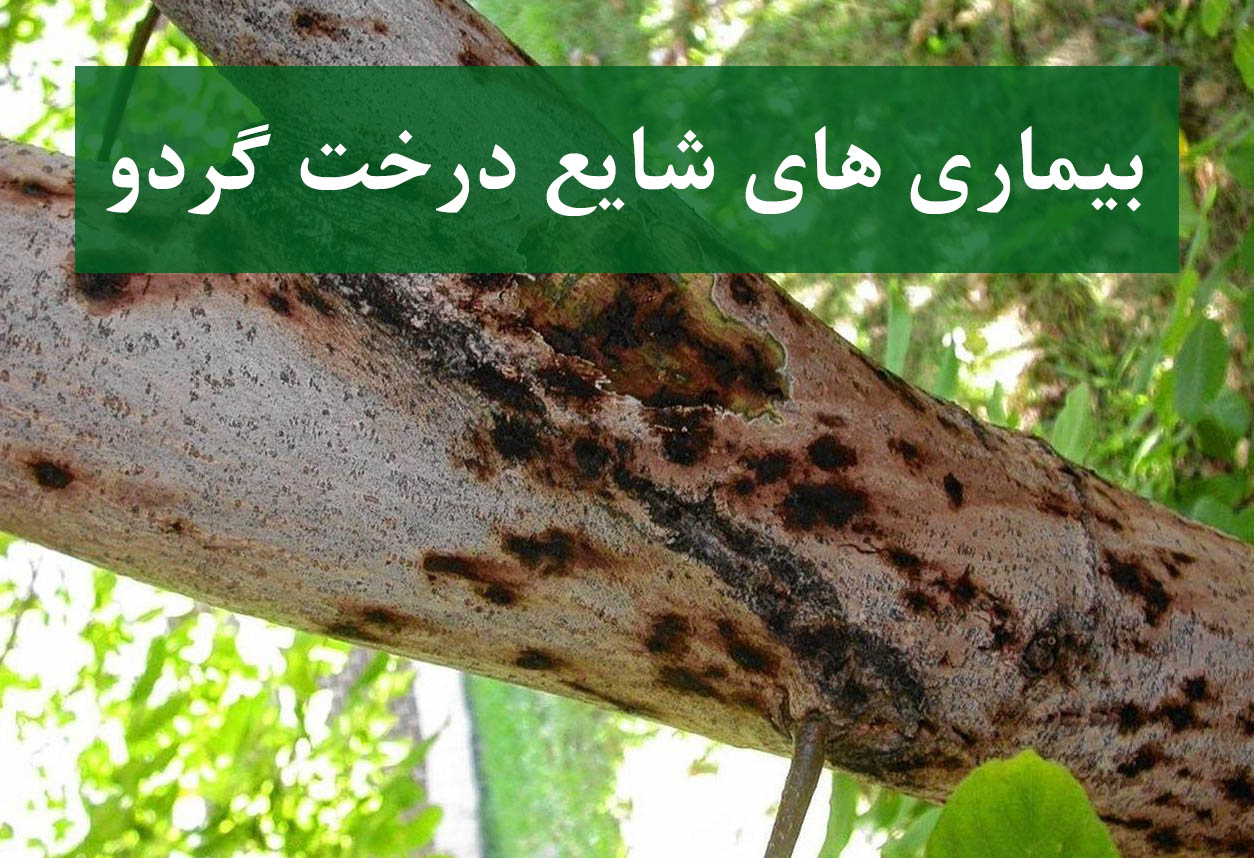 علائم کرم خراط و بلایت روی تنه درخت گردو