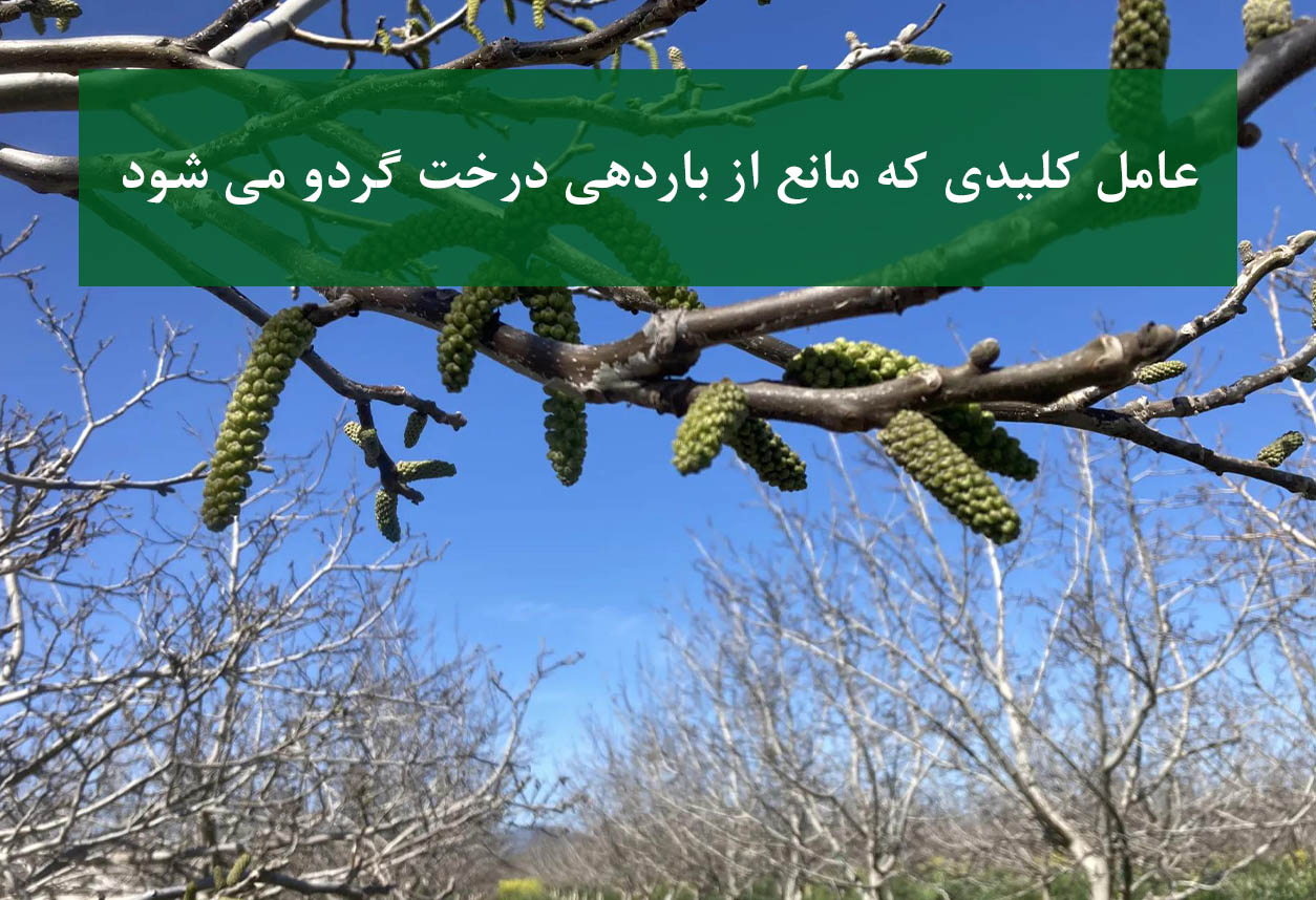 عوامل مؤثر بر کاهش باردهی درخت گردو