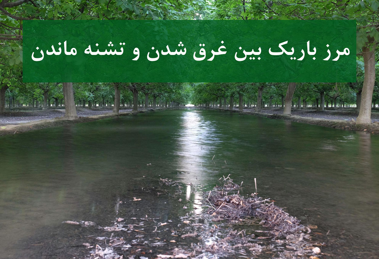 فرمول دقیق آبیاری درخت گردو برای افزایش باردهی
