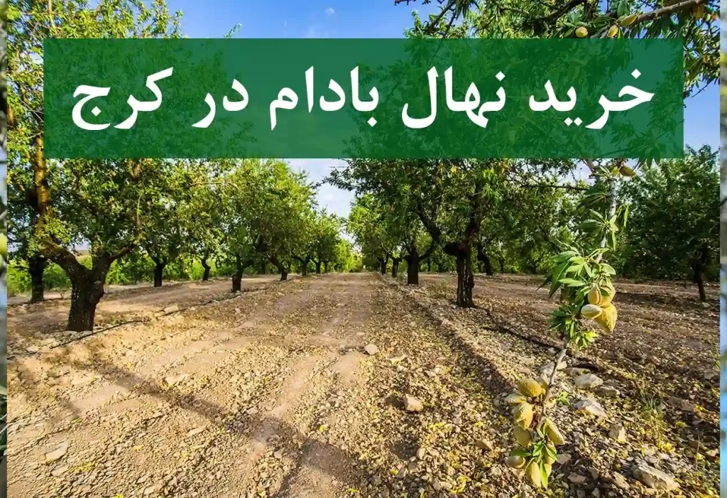 قیمت نهال بادام در کرج + نهال پیوندی و دارای گواهی سلامت