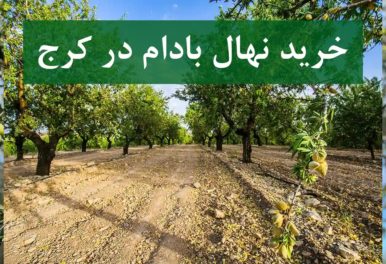 قیمت نهال بادام در کرج + نهال پیوندی و دارای گواهی سلامت