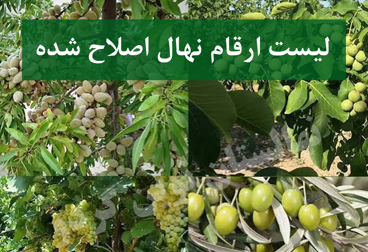 لیست ارقام نهال اصلاح شده در شیراز + نهال‌های پیوندی و شناسنامه‌دار
