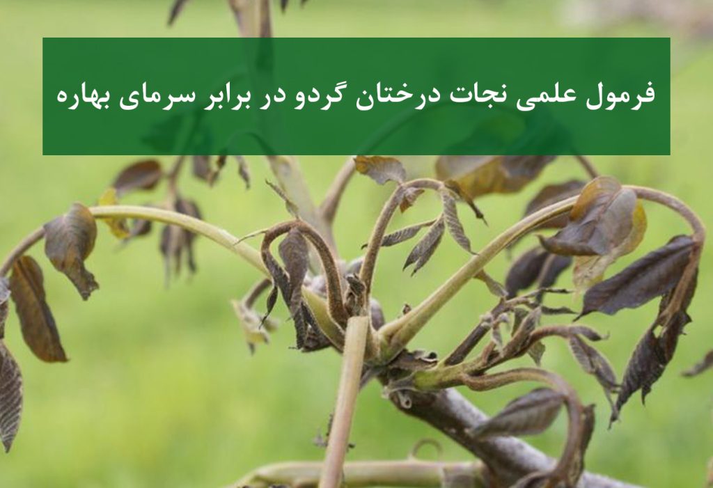 محافظت از باغ گردو در برابر سرمای بهاره