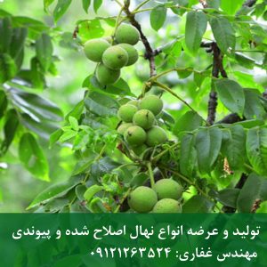 فروش بذر خوشه‌ای پکان ویژه کاشت