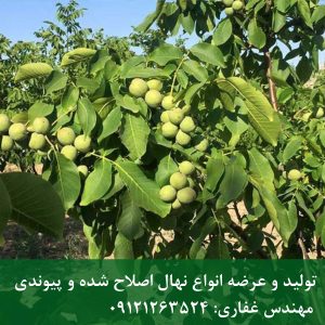 سفارش بذر گردو اصل با قیمت همکاری در تابستان ۱۴۰۵