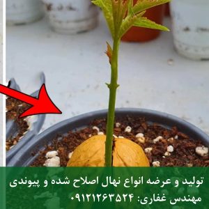 قیمت بذر خوشه‌ای پکان برای نهالستان و باغ