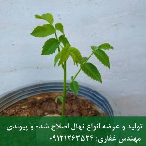 بذر خوشه‌ای پکان؛ انتخابی متفاوت برای کاشت