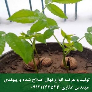 خرید عمده بذر خوشه‌ای پکان با ارسال سریع اون قسمت معرفی نهالسنان که شماره تلفن داشت هم داخل مقله ها بیار