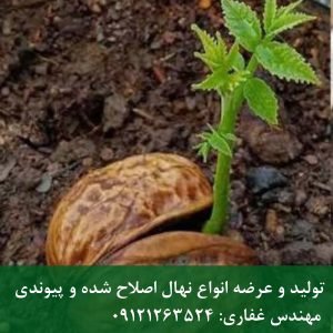 خرید و فروش بذر گردو تویسرکان اصل