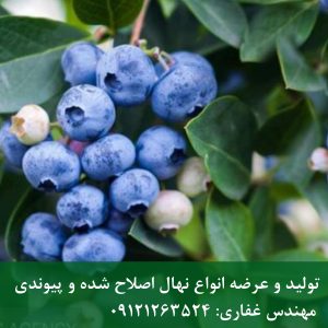 خرید نهال بلوبری سان شاین؛ راهنمای کامل کاشت، نگهداری و پرورش رقم سان شاین