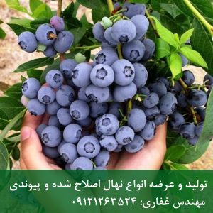 خرید نهال بلوبری ماموت؛ معرفی رقم ماموت، شرایط کاشت و راهنمای احداث باغ بلوبری