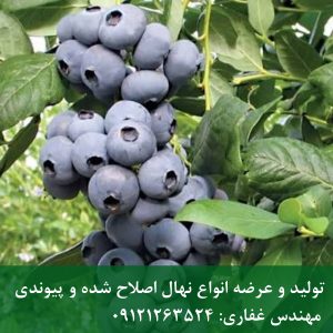خرید نهال بلوبری اپوکسی؛ راهنمای کامل کاشت، باردهی و شرایط پرورش