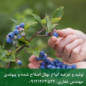 خرید نهال بلوبری چندلر؛ راهنمای کامل کاشت، باردهی و احداث باغ بلوبری