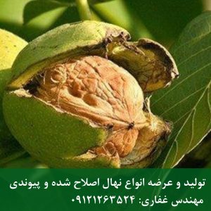 خرید بذر گردو خوشه‌ای پکان