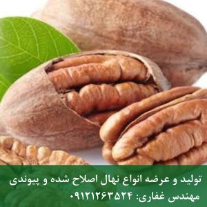 خرید بذر پکان ژنوتیپ برتر برای باغداران حرفه‌ای