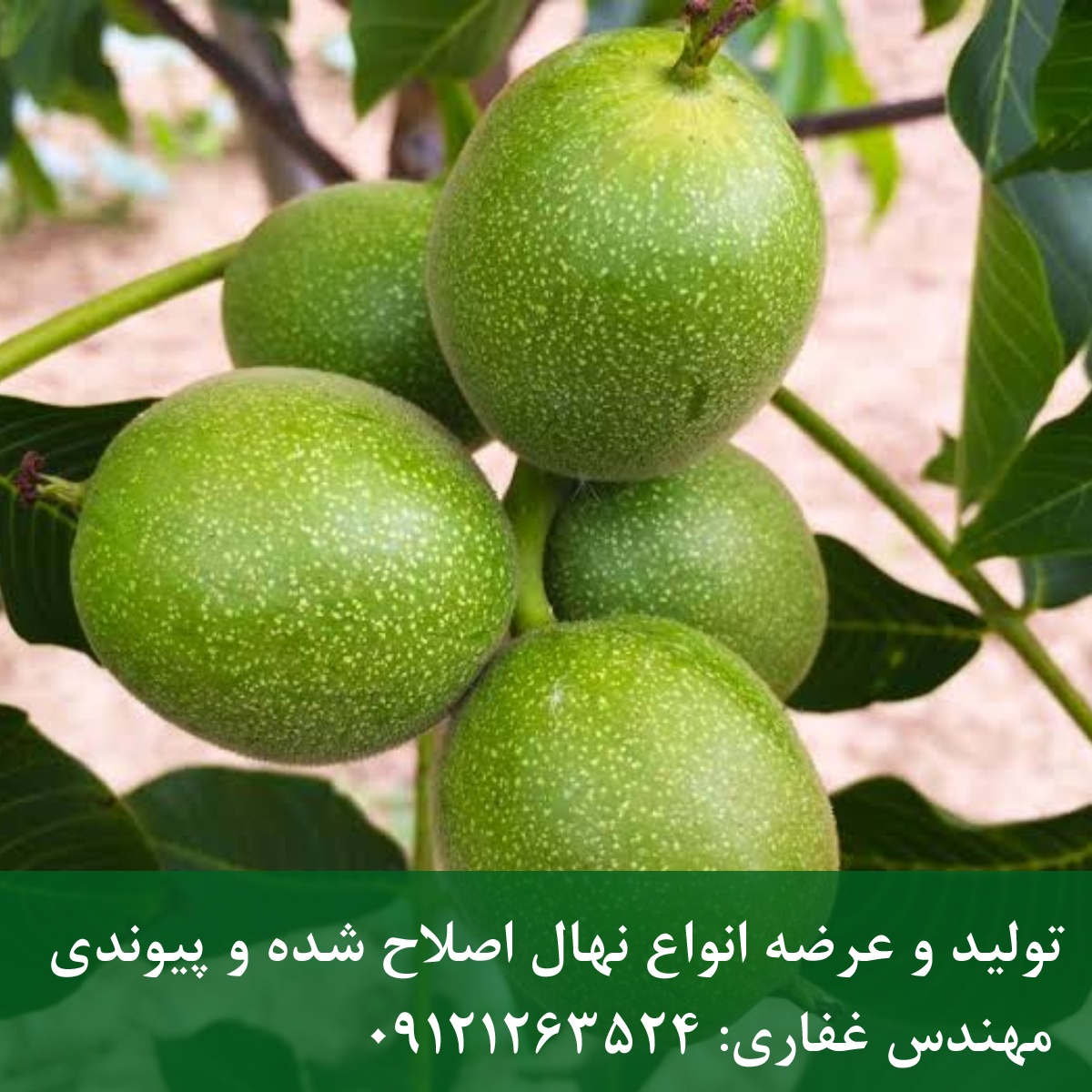 خرید بذر گردو چندلر و فرنور (اصالت تضمینی + قیمت روز) خرید بذر گردو چندلر و فرنور (اصالت تضمینی + قیمت روز)