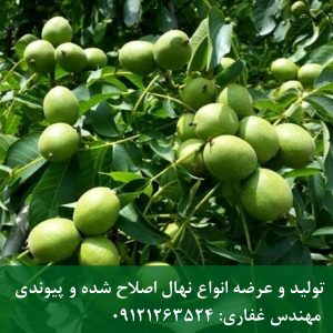 فروش بذر گردو پدرو و هارتلی؛ مناسب برای باغداری تجاری