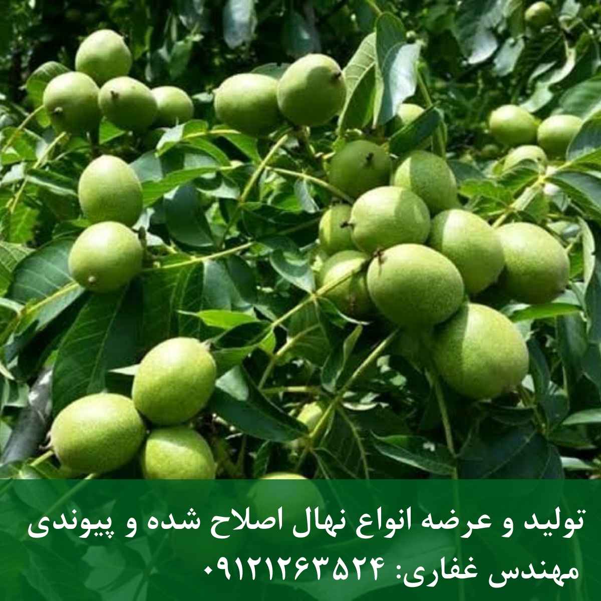 فروش بذر گردو پدرو و هارتلی؛ مناسب برای باغداری تجاری فروش بذر گردو پدرو و هارتلی؛ مناسب برای باغداری تجاری