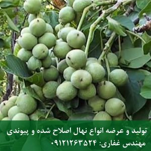 خرید عمده بذر گردو ژنوتیپ و پکان با قوه نامیه بالا تابستان ۱۴۰۵