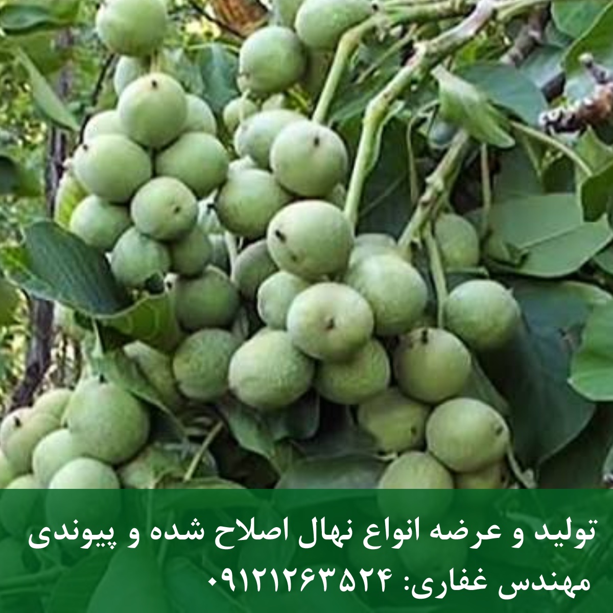 خرید عمده بذر گردو ژنوتیپ و پکان با قوه نامیه بالا تابستان ۱۴۰۵ خرید عمده بذر گردو ژنوتیپ و پکان با قوه نامیه بالا تابستان ۱۴۰۵